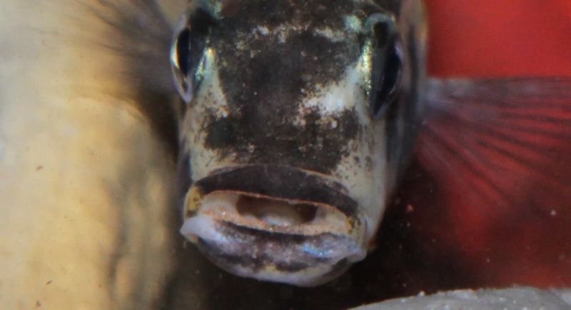 Genyochromis mento 'Lutara Reef (Cove Mountain)'
